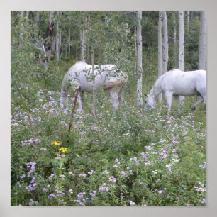 Pôster Cavalos selvagens