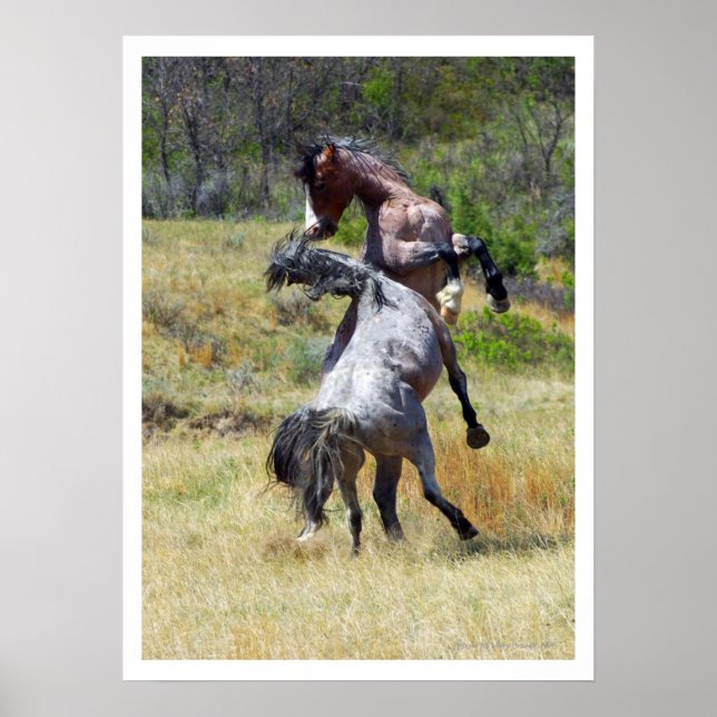 Pôster Cavalos Selvagens Combatendo Theodore Roosevelt NP (Frente)