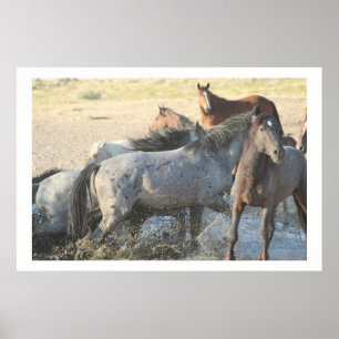 POSTER CAVALOS SELVAGENS DAS MONTANHAS ONAQUI DE UTAH
