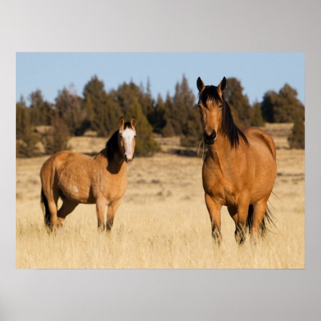 Poster Cavalos Selvagens, Montanhas Steens (Frente)