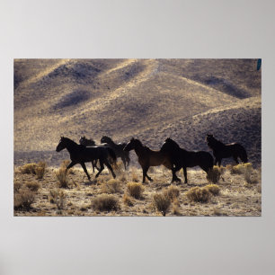 Poster Cavalos Selvagens Mustang no Deserto 1