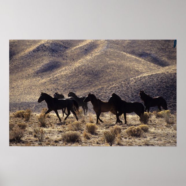 Poster Cavalos Selvagens Mustang no Deserto 1 (Frente)