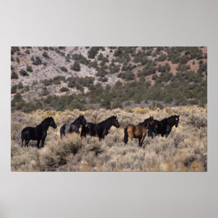 Poster Cavalos Selvagens Mustang no Deserto 2