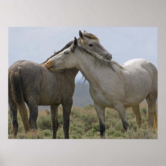 Poster Cavalos Selvagens Nuzzling (Frente)