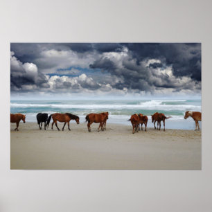 Poster Cavalos Selvagens Outras Bancos Corolla NC