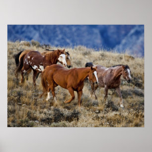 Poster Cavalos Vagueando pelas Colinas