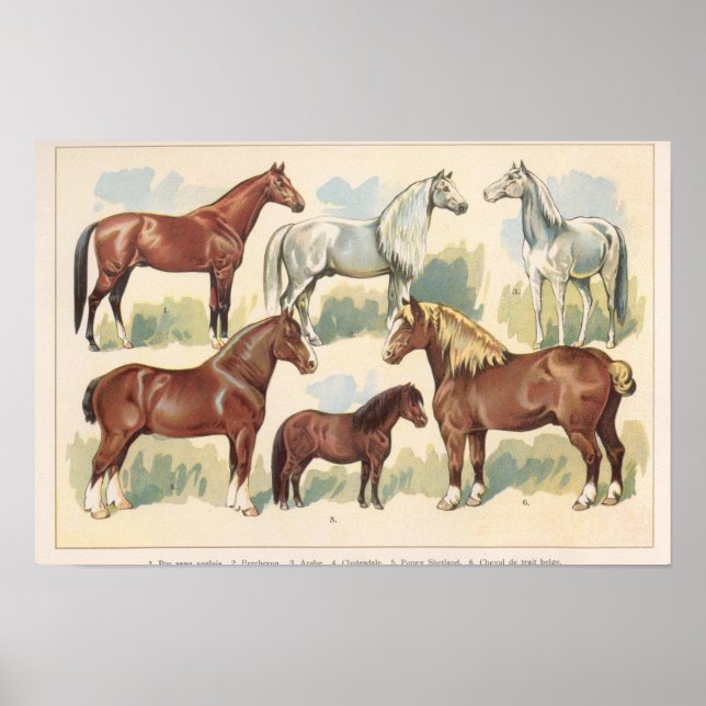 Poster Cavalos Vintage (Frente)