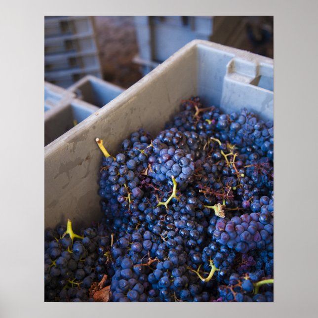 Poster Cave Bodega Marques de Riscal, uvas (Frente)