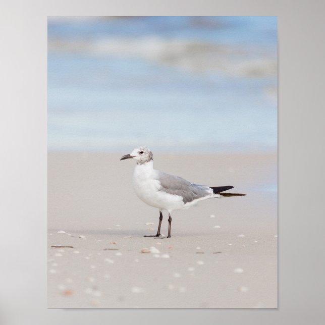 Poster Caveira com mar azul e conchas (Frente)