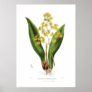 Poster Cavendishianum de Oncidium pela senhorita S um