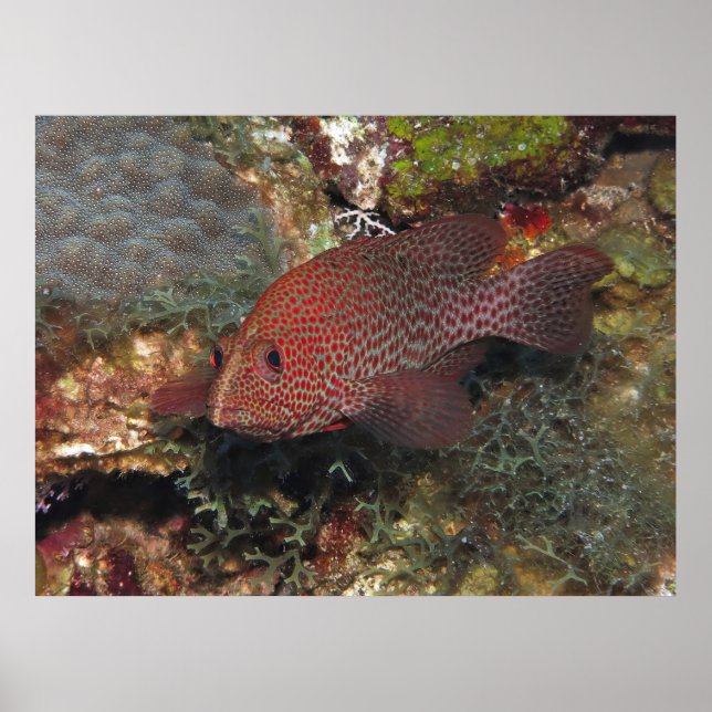 Poster Caye Calker Graysby (Frente)