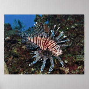 Poster Caye Caulker Lionfish
