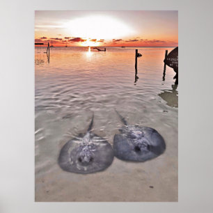 Poster Caye Caulker Stingray Sunset