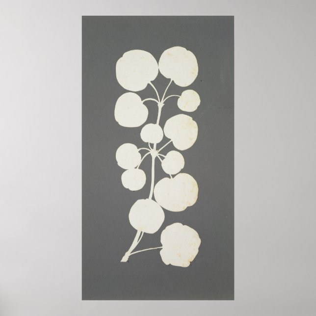 Pôster Cayenne Pepper (Frente)