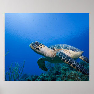 Pôster Cayman Islands, ilha de caimão pequena, 2