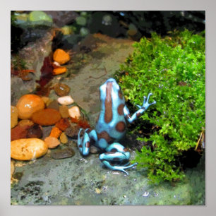 Pôster CB azuis do sapo do dardo