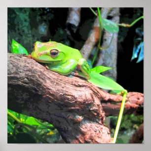 Pôster CB do sapo de árvore