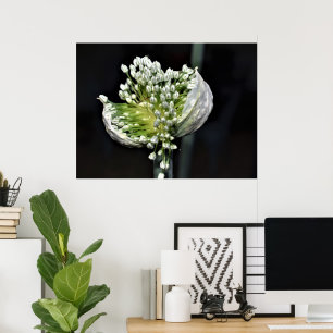 Poster Cebola de florescência do primavera