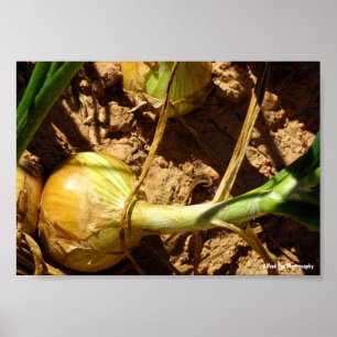 Poster Cebolas na Colheita
