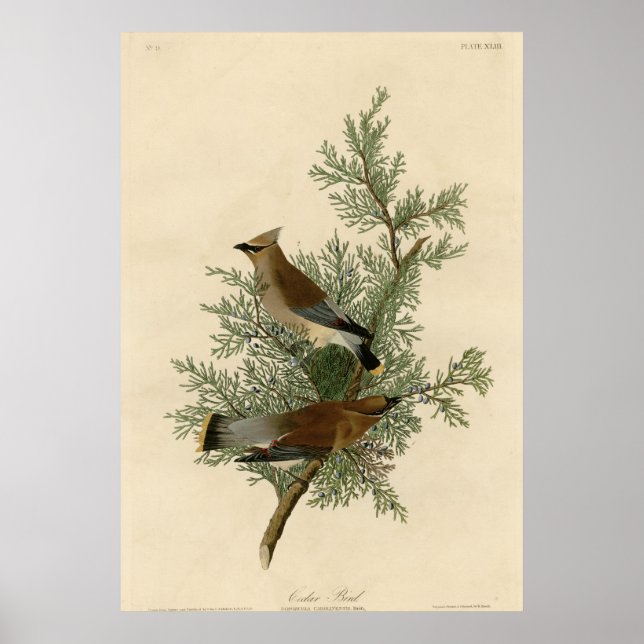 Poster Cedar Bird (Frente)