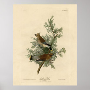 Poster Cedar Bird, Cedar Waxwing Audubon Birds da América