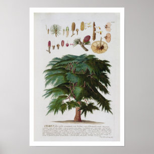 Poster Cedar, gravado por Johann Jakob Haid (1704-67)
