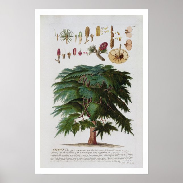 Poster Cedar, gravado por Johann Jakob Haid (1704-67) (Frente)
