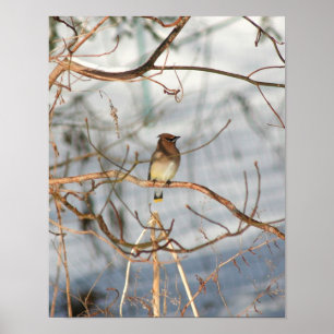 Poster Cedar Waxwing Em Animal De Inverno