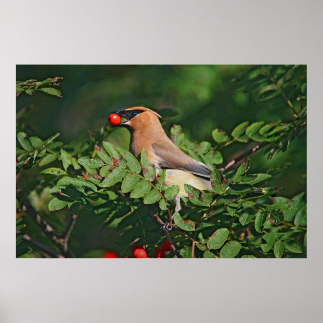 Poster Cedar Waxwing Montanha Ash Berry (Frente)