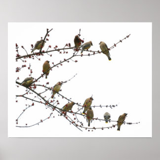Poster Cedar Waxwings