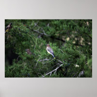 Cedar Waxwings Em Árvore Com Berries