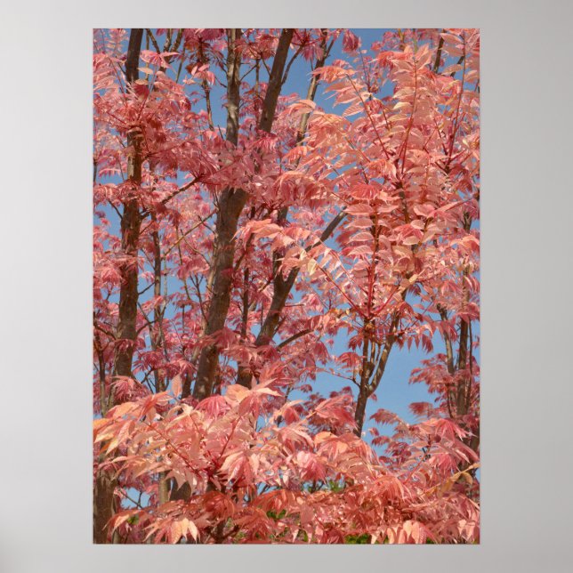 Poster Cedrela sinensis (Frente)