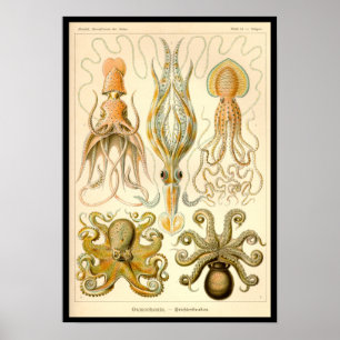 Poster Cefalópodes Vintage