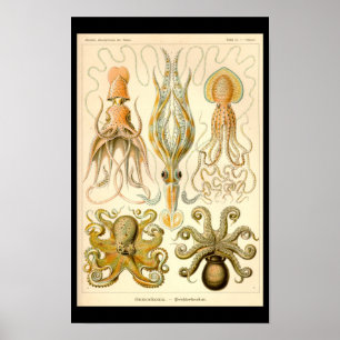 Poster Cefalópodes Vintage
