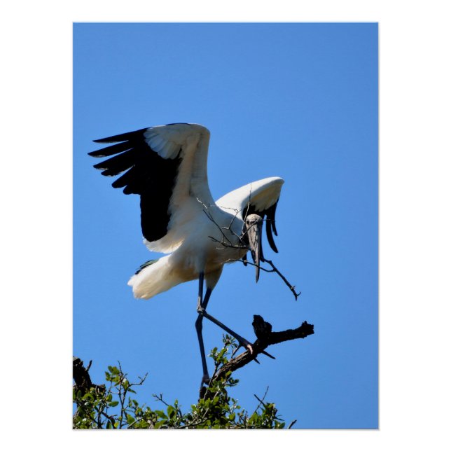 Pôster Cegonha-americana na natureza (Frente)