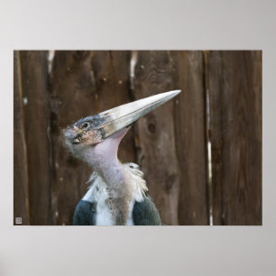 Pôster Cegonha Marabu