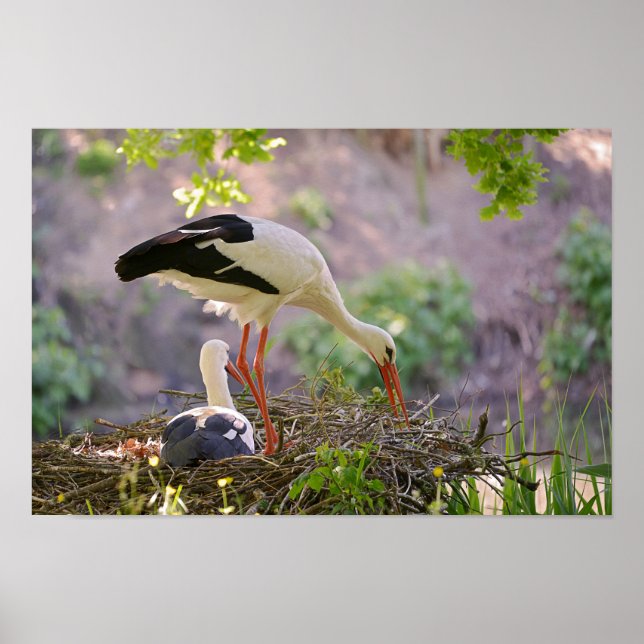 Pôster Cegos brancos no ninho (Frente)