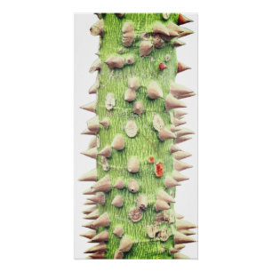 Pôster Ceiba speciosa, a seda do fio dental