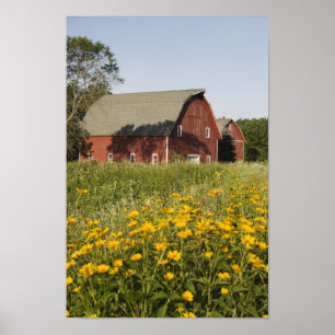 Poster Celeiro vermelho e Wildflowers amarelos