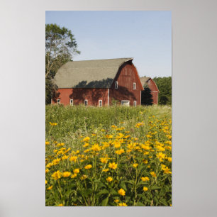 Poster Celeiro vermelho e Wildflowers amarelos