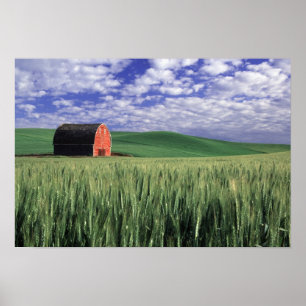 Poster Celeiro vermelho no campo do trigo & da cevada em