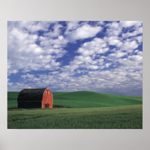 Poster Celeiro vermelho no campo do trigo & da cevada em