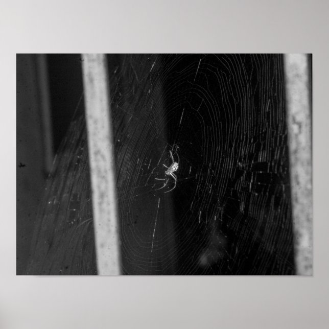 Poster Cellar Spider (Frente)