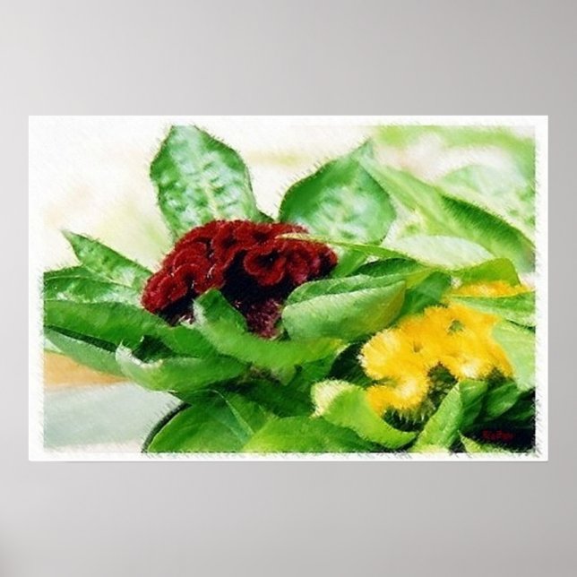 Pôster Celosia/Cockscomb (Frente)