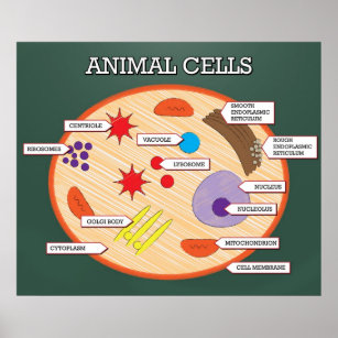 Poster Células animais *ATUALIZADAS*