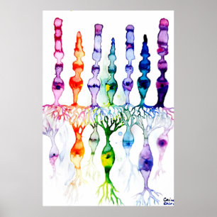 Poster Células de cone e neurônio bipolar da retina