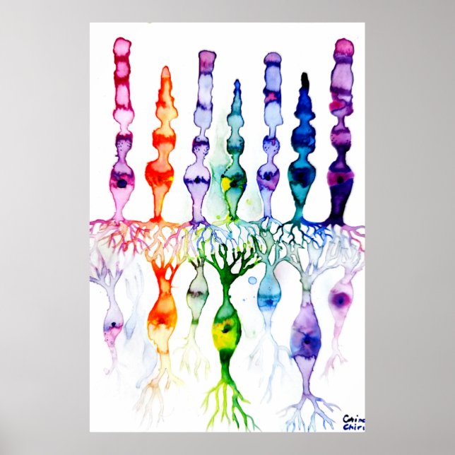 Poster Células de cone e neurônio bipolar da retina (Frente)