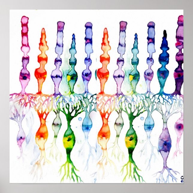 Poster Células de cone e neurônio bipolar da retina (Frente)