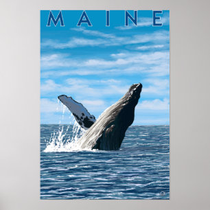 Pôster Cena da baleia de MaineHumpback