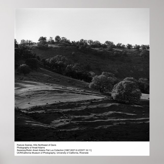 Pôster Cena da Pastura por Ansel Adams (Frente)